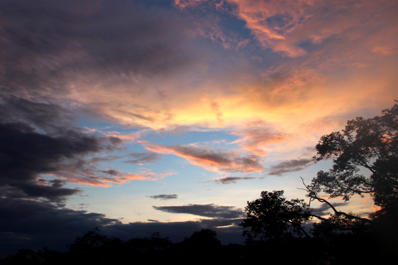 Peering above the Rainforest