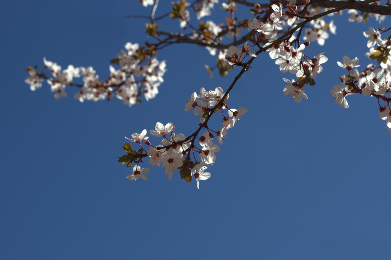 Springtime blossoms in Alcalá de Henares