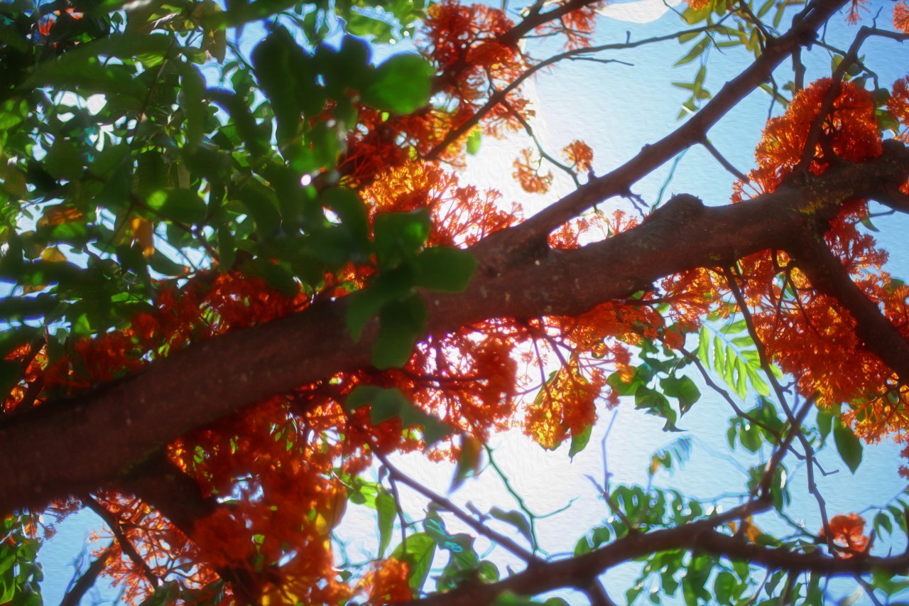 Beautiful Kites