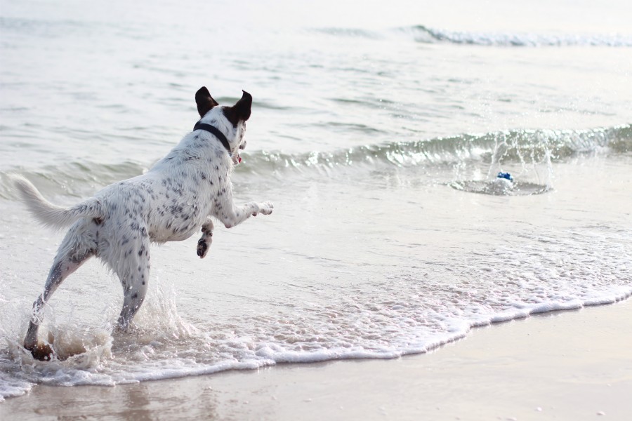 {PhotoJournal} Adelaide Beach Dog